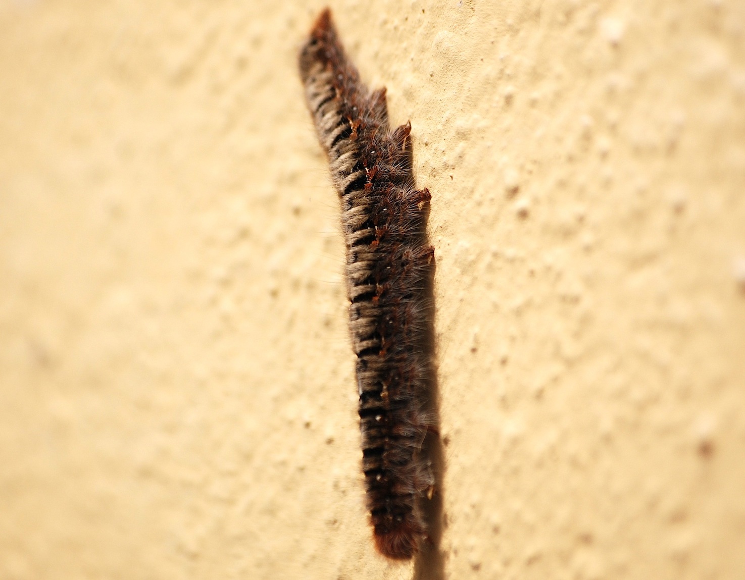 Id larva di lasiocampide